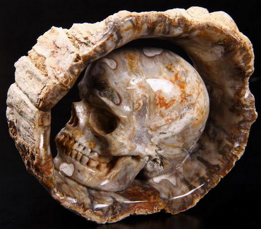 Petrified Wood Branch